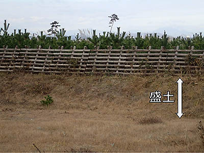 写真3：盛土の上に植栽された海岸林