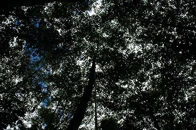 写真2 ケヤマハンノキの林冠が閉鎖している様子