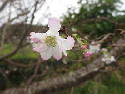 写真3：十月桜