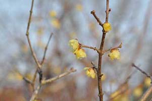 写真2（右）：ロウバイの花