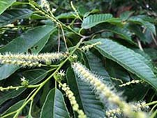 写真4（左）：6月上旬のクリの花