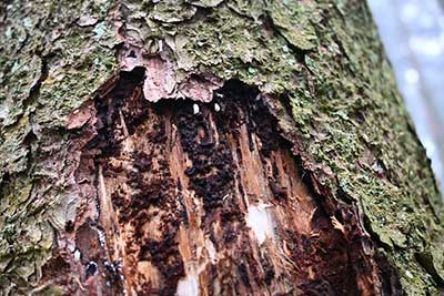 写真7：キクイムシの被害を受けているトウヒ