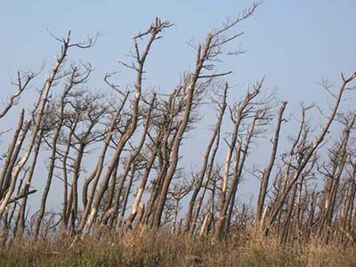 写真1 マツ枯れで壊滅したクロマツ林