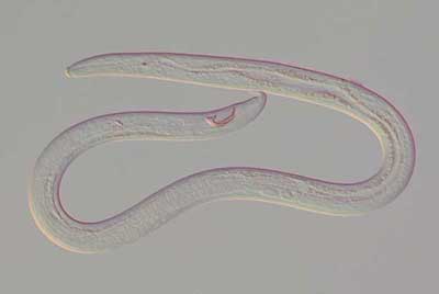 写真2 マツノザイセンチュウ雄成虫（体長約1mm）