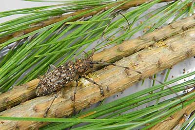 写真3 マツノマダラカミキリ雌成虫