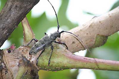 写真4 センノカミキリ雄成虫