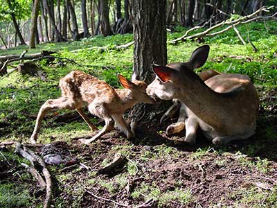 写真2：初めて立ち上がる様子