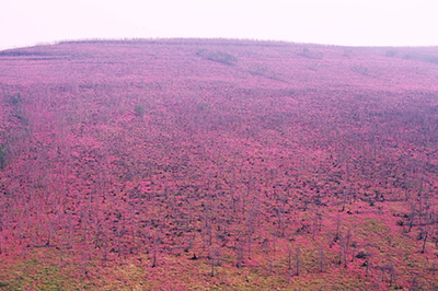 写真1：中央シベリアのカラマツ林の火災跡地