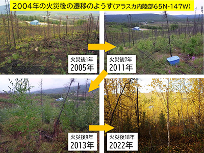 写真3：火災後の植生回復