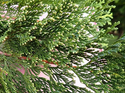 写真4：ヒノキの雄花（近接）