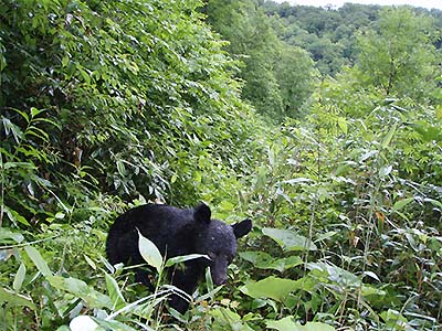 5.山道を歩くクマ