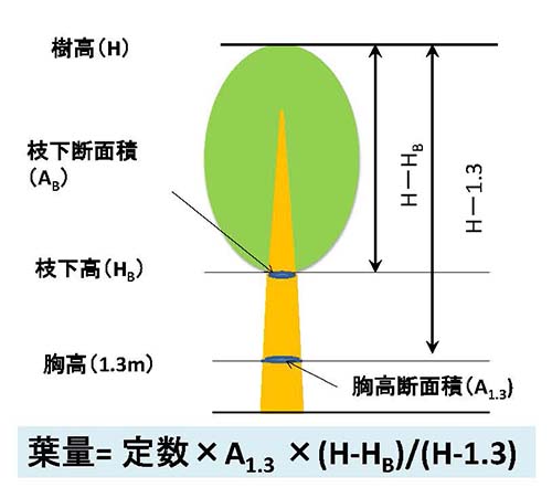 間伐後の葉量を正確に推定する方法を開発した