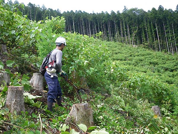 伐ったら植える：どんな苗木がよいのか広域調査で明らかに