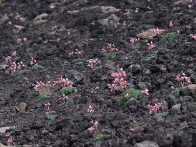 コマクサ Dicentra peregrina