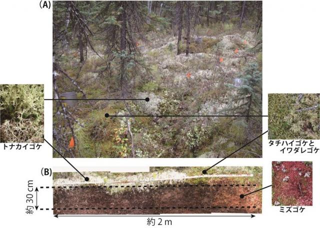 森の香りを貯め込むアラスカのクロトウヒ林土壌