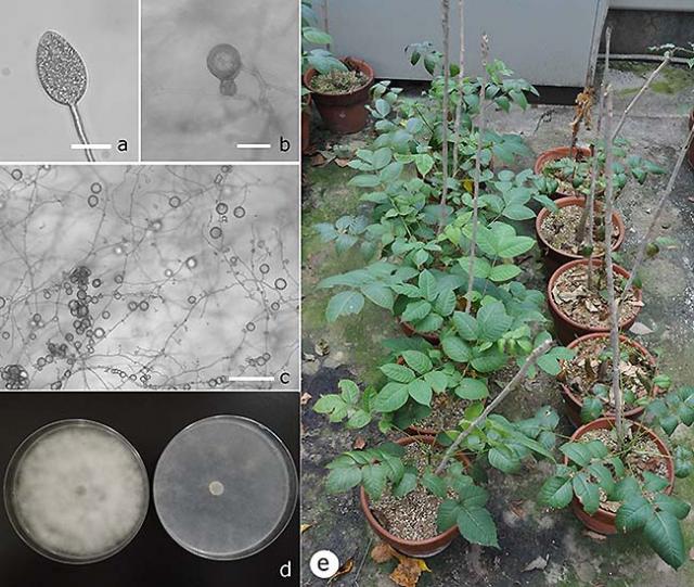 ウルシ林衰退の原因となる樹木疫病菌を発見