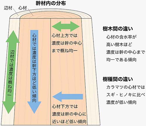 幹材中の放射性セシウムの分布は樹種や幹の位置・太さ・含水率で異なる