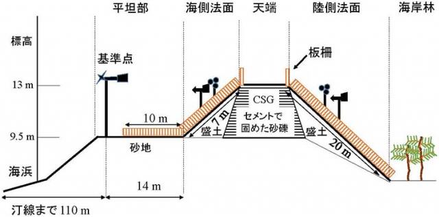 防潮堤に植栽した樹木の樹高は樹種や海側と陸側の法面で大きく異なった