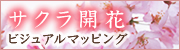 サクラ開花ビジュアルマッピング