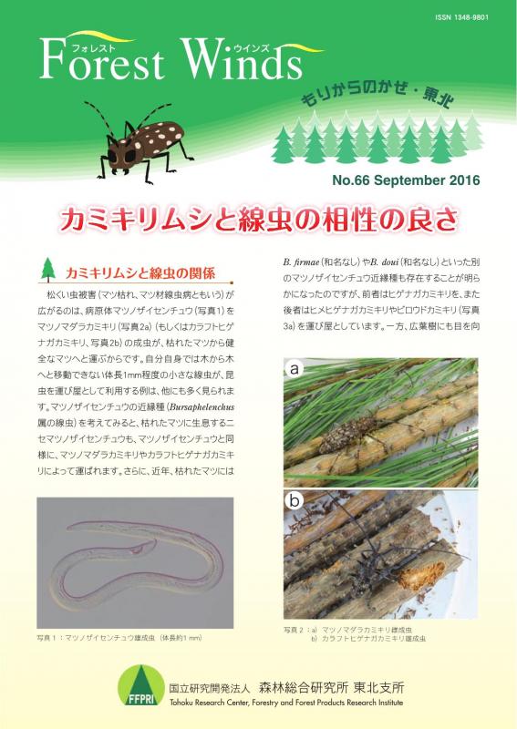 カミキリムシと線虫の相性の良さ