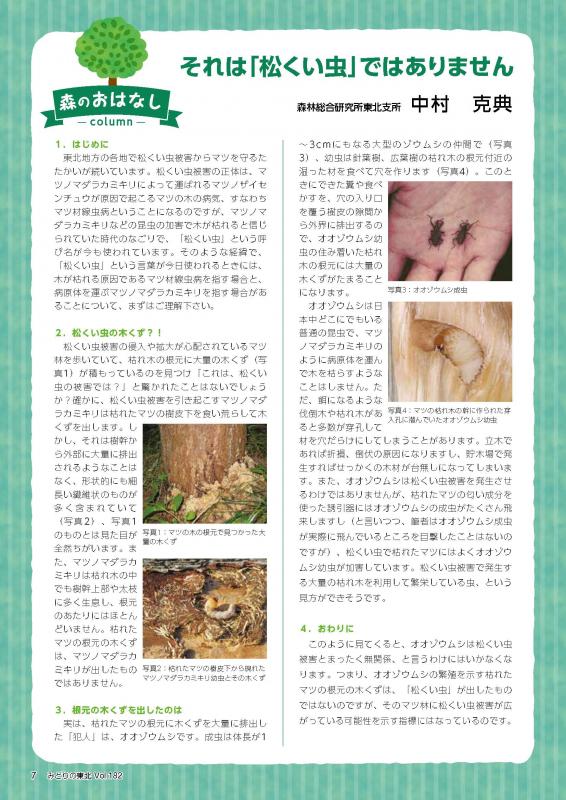 それは「松くい虫」ではありません