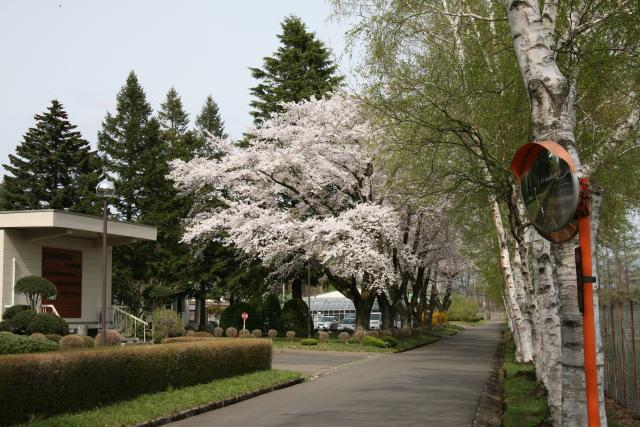 平成24年の東北支所構内のサクラ