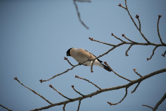 ウソ（アカウソ）♀