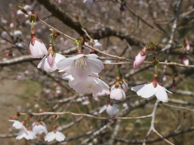 高尾の藪桜（2019年3月25日）