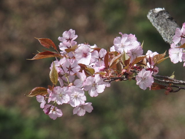 長州緋桜（2021年4月01日）