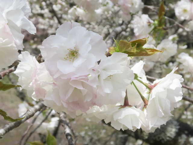 白妙（2021年4月1日）