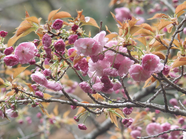 麒麟（2021年4月5日）