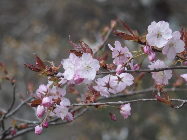 ‘長州緋桜’（2023年3月30日）