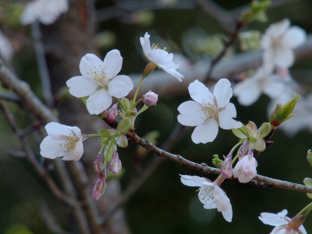 ‘玉縄桜’（2024年3月14日）