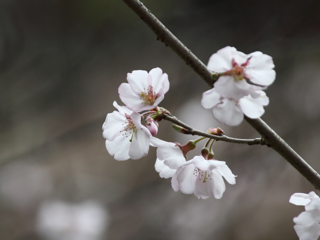 ‘越の彼岸桜’（2024年3月28日）