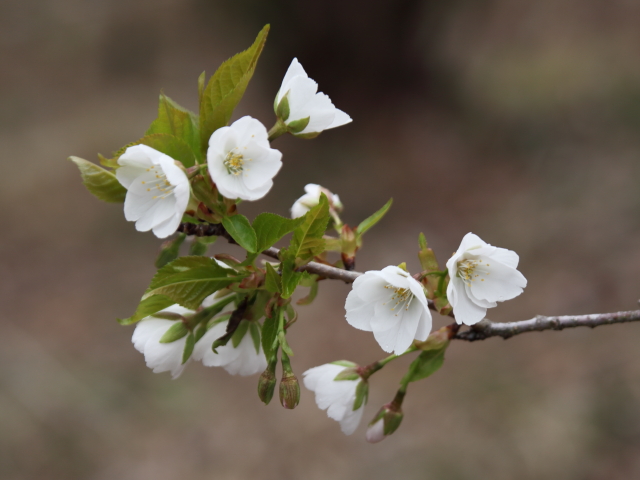 ‘久米の桜’（2024年3月28日）