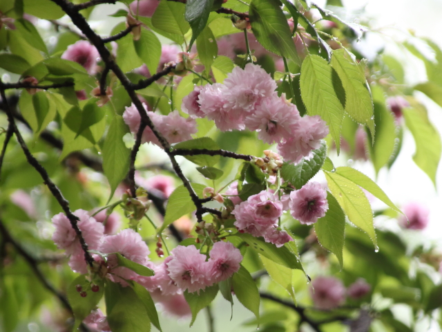 ‘菊桜’（2024年4月22日）