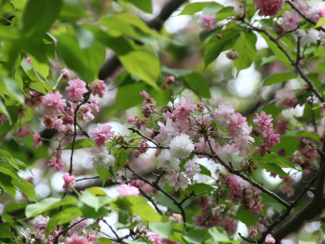 ‘奈良の八重桜’（2024年4月29日）
