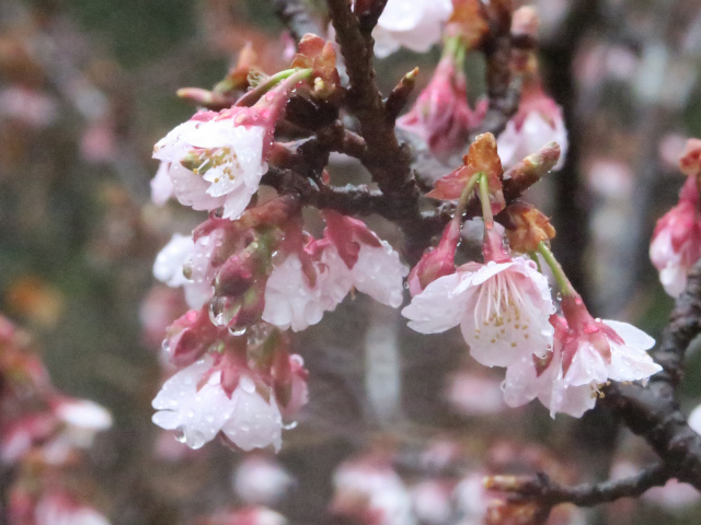 ‘寒桜’（2025年3月3日）