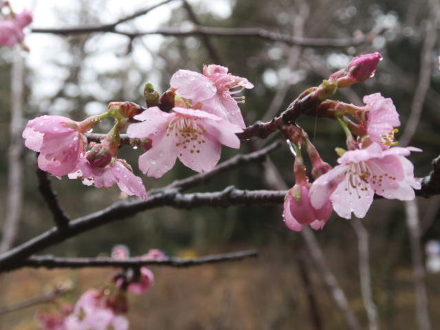 ‘河津桜’（2025年3月6日）