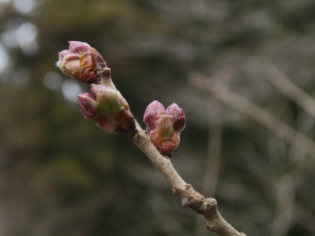 ‘越の彼岸桜’（2025年3月18日）