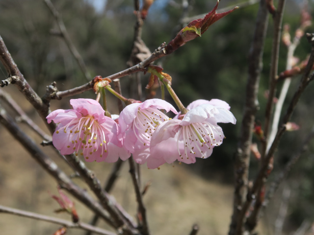 ‘椿寒桜’（2025年3月18日）