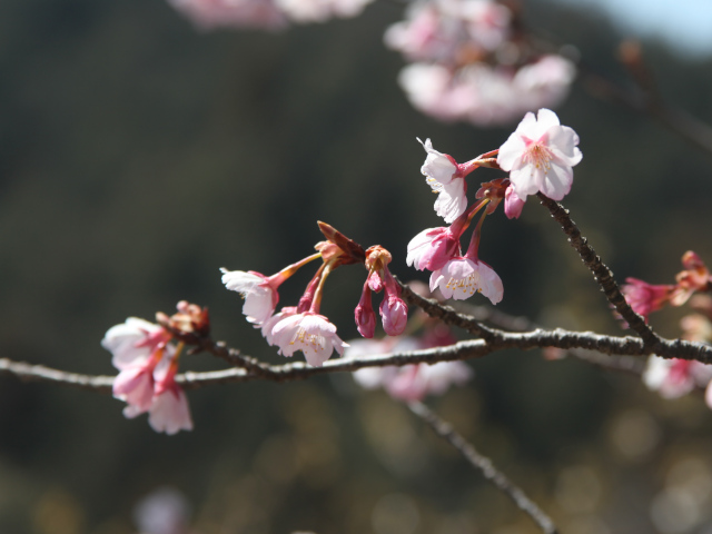 ‘寒桜’（2025年3月21日）