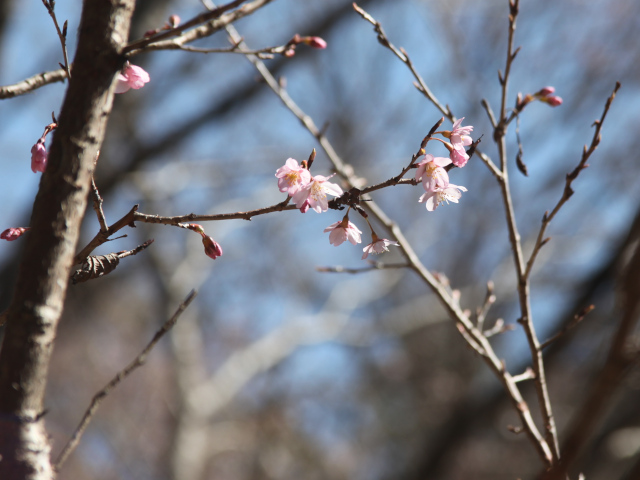 ‘東海桜’（2025年3月21日）