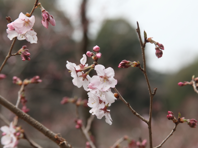 ‘越の彼岸桜’（2025年3月24日）