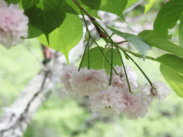 ‘梅護寺数珠掛桜’（2025年4月24日）