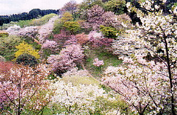 桜保存林全体E