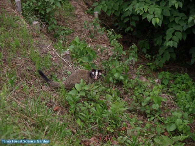 Masked palm civet