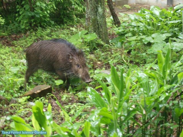 wild boar
