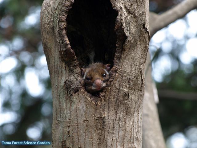 Japanese giant flying squirrel