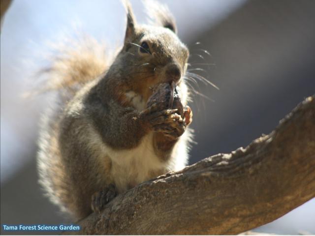 Japanese squirrel